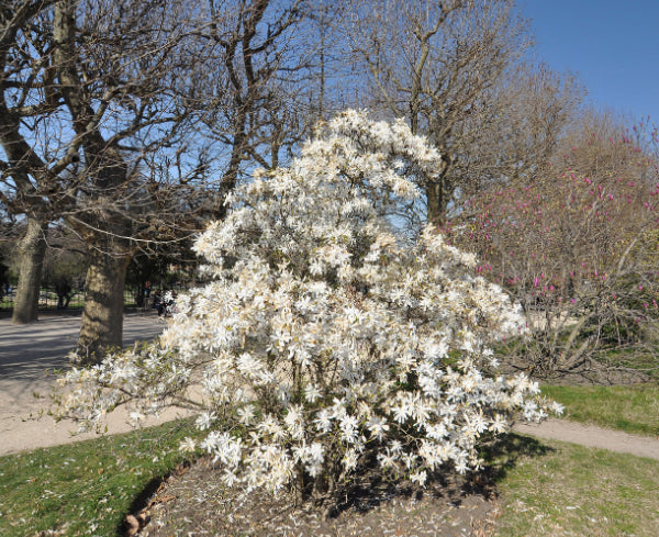 Magnolia stellata