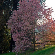 Magnolia stellata Rosea Pinkie