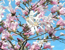 Load image into Gallery viewer, Magnolia stellata Rosea Pinkie
