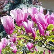 Magnolia Susan