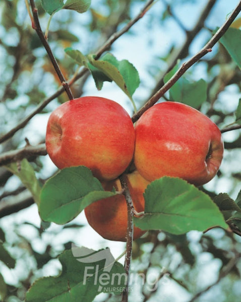 Malus domestica Cripps Pink Apple