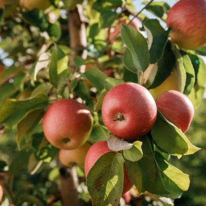 Malus domestica Cumulus Columnar Apple