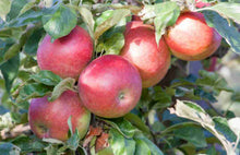 Load image into Gallery viewer, Malus domestica Cumulus Dwarf Apple
