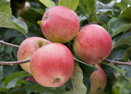Malus domestica Gala Apple