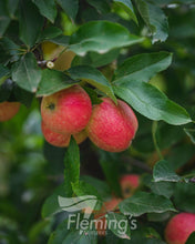 Load image into Gallery viewer, Malus domestica  {Apple - Gala Dwarf}
