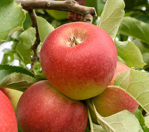 Malus domestica Gala Super Dwarf (Apple)