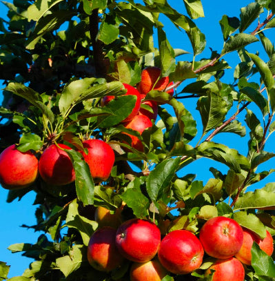 {Apple - Gala Super Dwarf}  Malus domestica