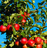 {Apple - Gala Super Dwarf}  Malus domestica