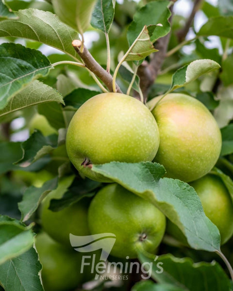 Malus domestica (Apple) Granny Smith Dwarf