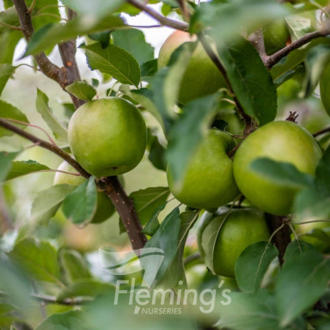 Malus domestica Granny Smith Dwarf Apple