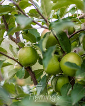 Load image into Gallery viewer, Malus domestica (Apple) Granny Smith Dwarf
