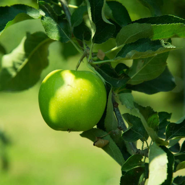 Malus domestica Granny Smith Apple (Semi Dwarf)