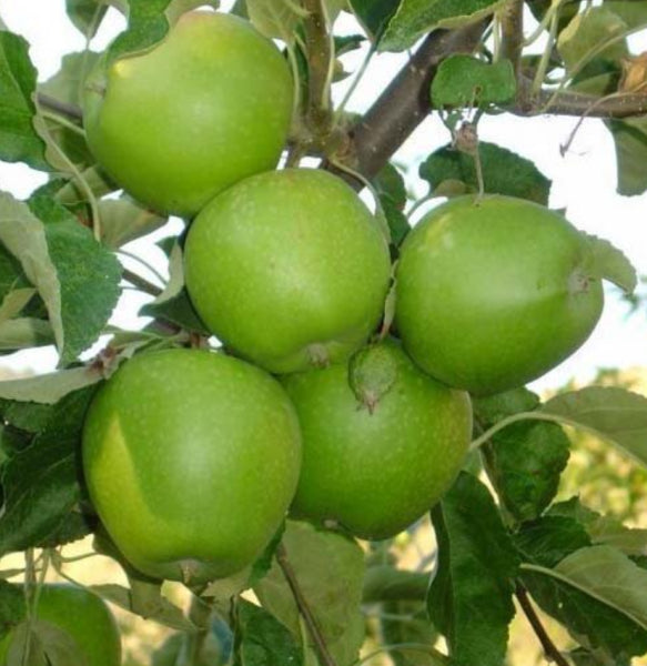 Malus domestica Granny Smith Apple