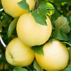 Malus domestica Harmony Columnar Apple