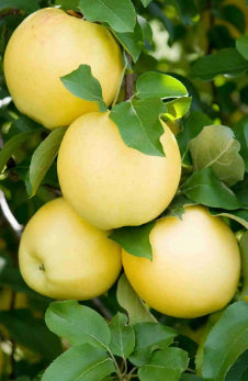 Malus domestica Harmony Apple