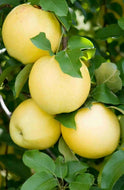 Malus domestica Harmony Apple