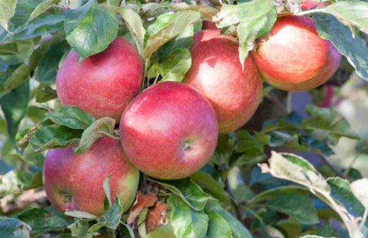 Malus domestica Columnar Herald Apple