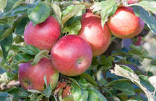 Load image into Gallery viewer, Malus domestica Columnar Herald Apple
