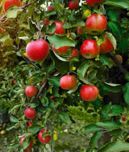 Load image into Gallery viewer, Malus domestica Columnar Herald Apple
