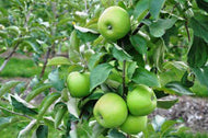 Malus domestica Leprechaun Apple Dwarf
