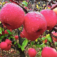 Load image into Gallery viewer, Malus domestica (Apple) Pinkabelle
