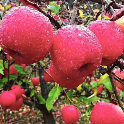 Malus domestica Pinkabelle Dwarf Apple