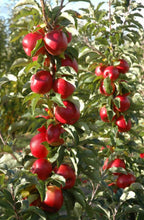 Load image into Gallery viewer, Malus domestica (Apple) Pinkabelle
