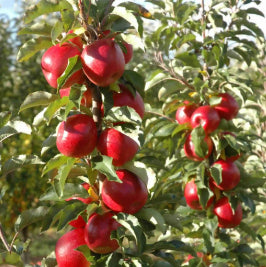 Malus domestica Pinkabelle Dwarf Apple