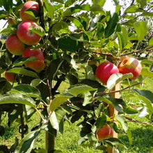 Load image into Gallery viewer, Malus domestica, Pink Lady apple
