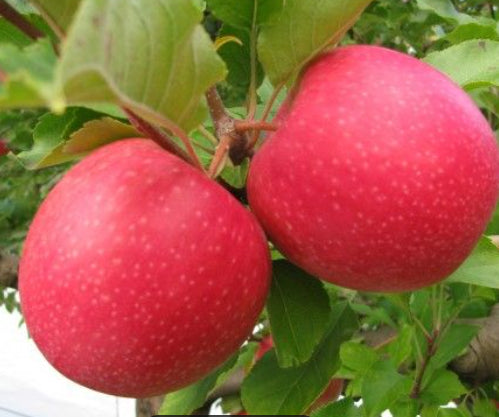 Malus domestica (Apple) Pink Lady  Semi Dwarf