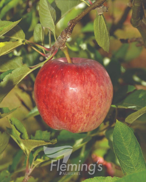 Malus domestica 'Red Delicious' Apple Tree