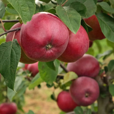 Malus domestica Red Delicious Semi Dwarf Apple