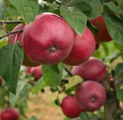 Malus domestica Red Delicious Semi Dwarf Apple