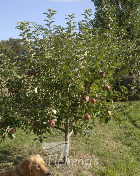 Malus domestica 'Red Fuji' Apple Tree