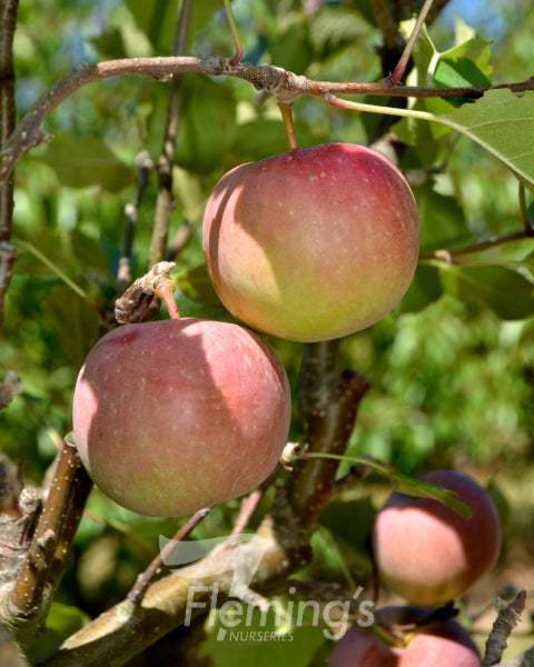 Malus domestica 'Red Fuji' Apple Tree