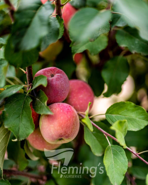 Malus domestica  {Apple - Red Fuji Dwarf}