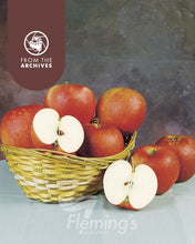 Load image into Gallery viewer, Malus domestica  {Apple - Red Fuji Dwarf}
