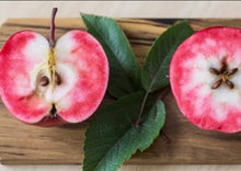 Load image into Gallery viewer, Malus domestica x pumila Magnus Summer Surprise PBR Semi-Dwarf Apple
