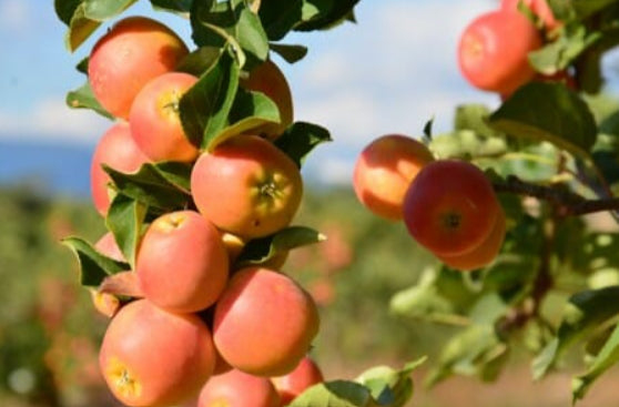 Malus domestica Sweet Cheeks Dwarf Apple
