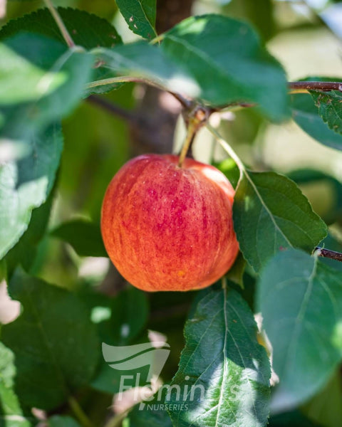 Malus domestica Trixzie  rtm  Gala (Apple)