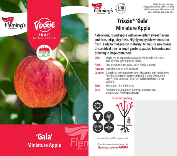 Malus domestica Trixzie  rtm  Gala (Apple)