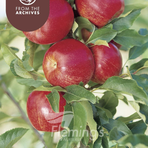 Malus domestica Trixzie Gala Apple