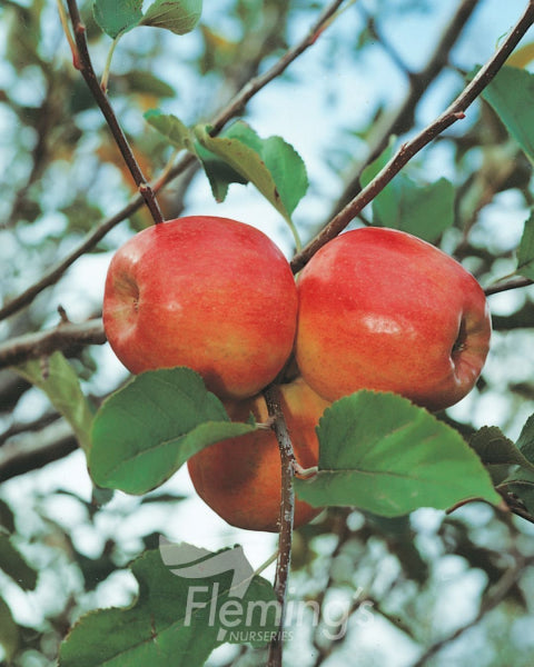 Malus domestica 'Trixzie® Dwarf Pink Lady™' Apple