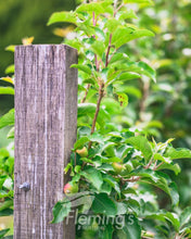 Load image into Gallery viewer, Malus domestica &#39;Trixzie® Dwarf Pink Lady™&#39; Apple
