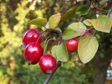 Load image into Gallery viewer, Malus floribunda

