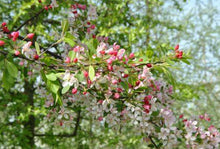 Load image into Gallery viewer, Malus floribunda
