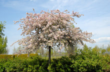 Load image into Gallery viewer, Malus floribunda
