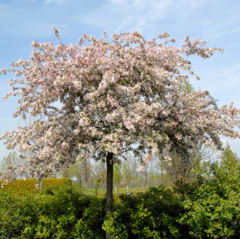 Malus floribunda Japanese Crab Apple