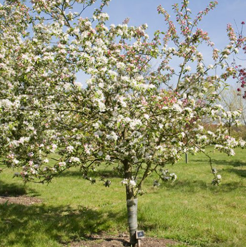 Malus Gorgeous Crab Apple