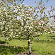 Malus Gorgeous Crab Apple